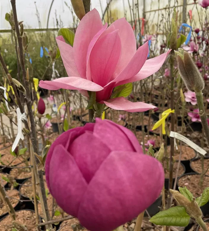 Magnolia Blushing Belle