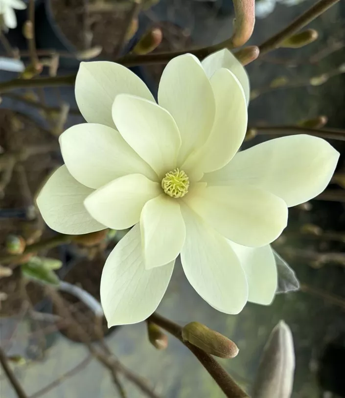 Magnolia Gold Star