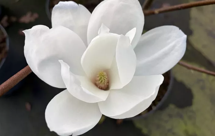Magnolia Jade Lamp