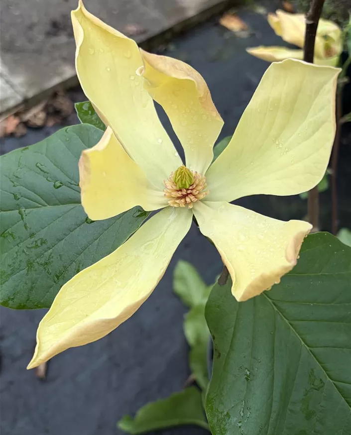 Magnolia Judy Zuk