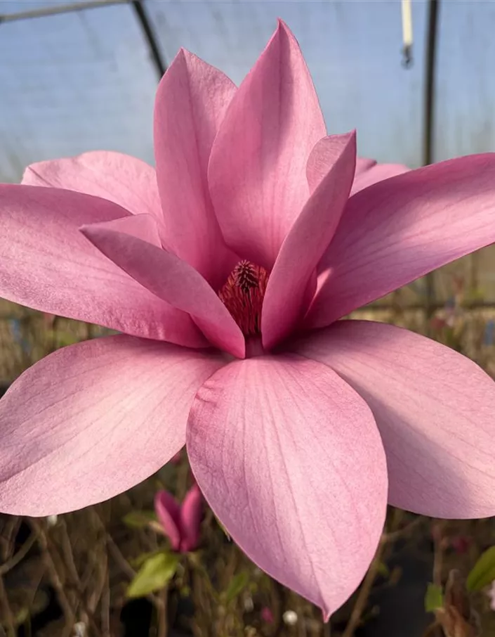 Magnolia Margaret Helen