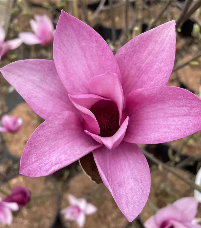 Magnolia Pink Pyramide
