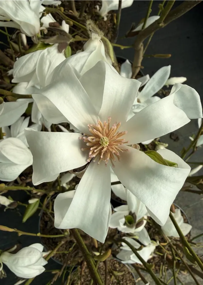 Magnolia Wada´s Memory