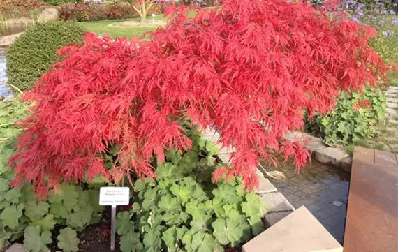 Acer palmatum.JPG