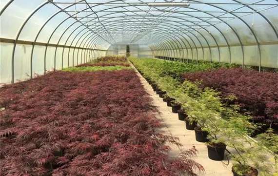 Acer palmatum3.JPG