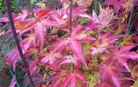 Acer palmatum Herbst (5).JPG