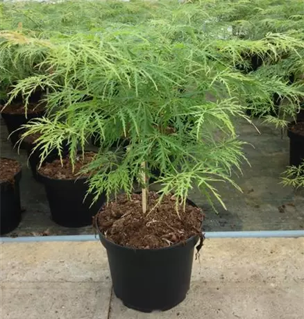Acer palmatum Dissectum.JPG