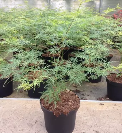 Acer palmatum Emerald Lace.JPG