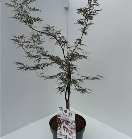 Acer palmatum Firecracker.jpeg