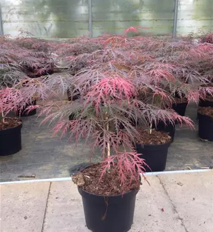 Acer palmatum Garnet.JPG