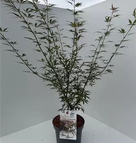 Acer palmatum Jerry Schwartz.jpeg