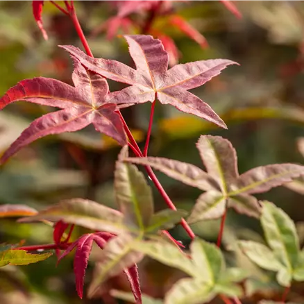 Acer palmatum 'Beni Maiko'