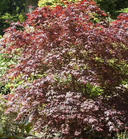 Acer palmatum 'Bloodgood'