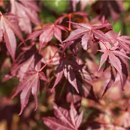 Acer palmatum 'Atropurpureum'