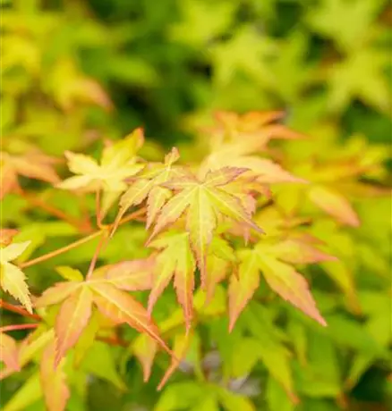Acer palmatum 'Bi-hoo'