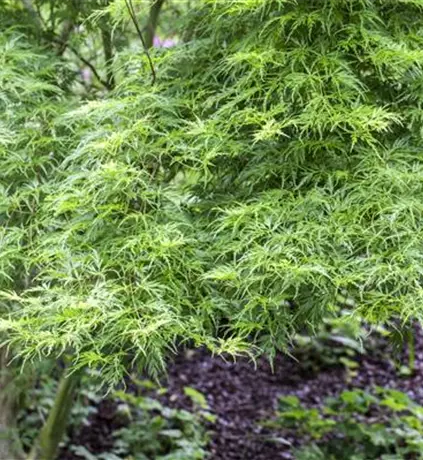 Acer palmatum 'Koto-no-ito'